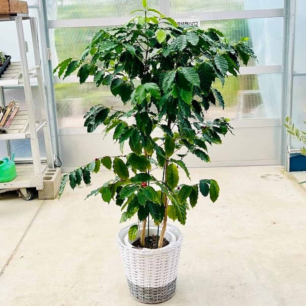 コーヒーの木　苗　観葉植物　コーヒーノキ 観葉植物 コーヒーノキの育て方 | お庭の造園やオフィスの植物の